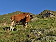 11 Mucche al pascolo